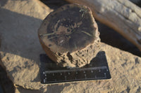 Polished Petrified Wood Branch Pieces x 2 From Gokwe, Zimbabwe - Toprock Gemstones and Minerals 