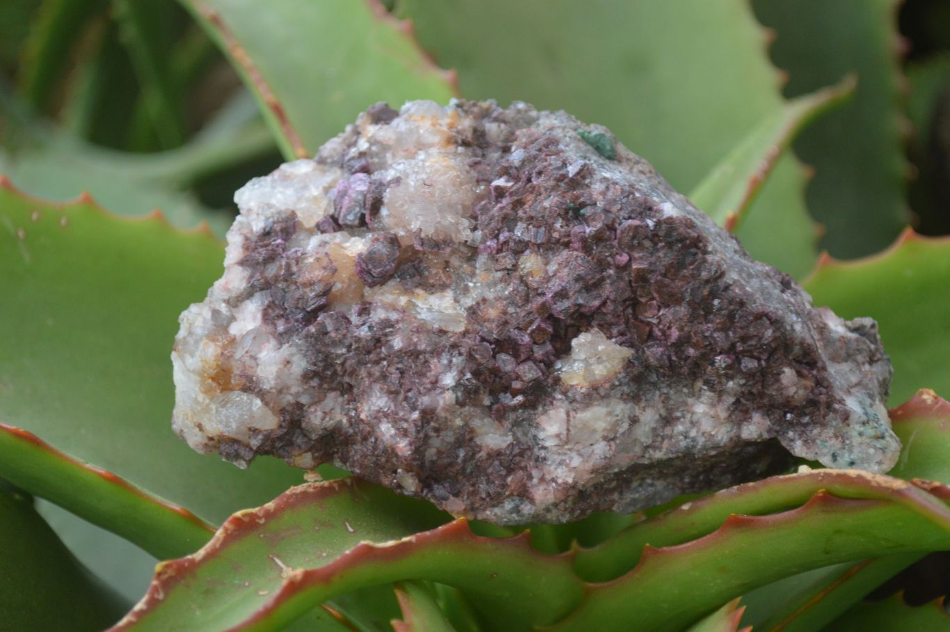 Natural Pink Salrose Cobaltion Dolomite Specimens  x 6 From Kakanda, Congo - Toprock Gemstones and Minerals 
