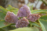 Natural Small Dark "Amethystos" Amethyst Clusters x 70 From Kwaggafontein, South Africa - TopRock