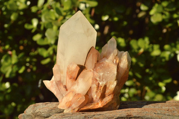Natural Golden Iron Candle Quartz Clusters x 6 From Madagascar - TopRock
