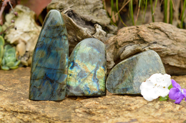 Polished Labradorite Standing Free Forms With Intense Blue & Gold Flash x 3 From Tulear, Madagascar - TopRock