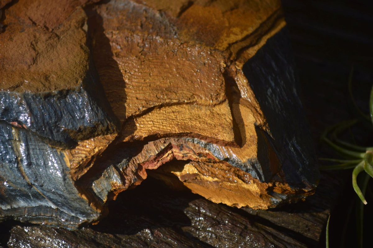 Natural Sliced Tigers Eye Specimen x 1 From Prieska, South Africa - Toprock Gemstones and Minerals 