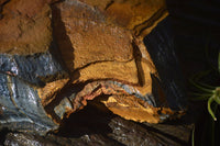 Natural Sliced Tigers Eye Specimen x 1 From Prieska, South Africa - Toprock Gemstones and Minerals 