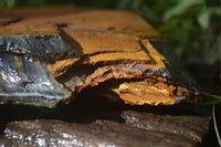 Natural Sliced Tigers Eye Specimen x 1 From Prieska, South Africa - Toprock Gemstones and Minerals 