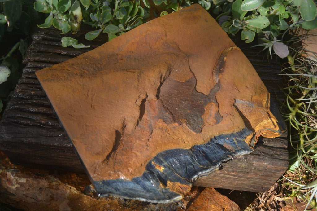 Natural Sliced Tigers Eye Specimen x 1 From Prieska, South Africa - Toprock Gemstones and Minerals 