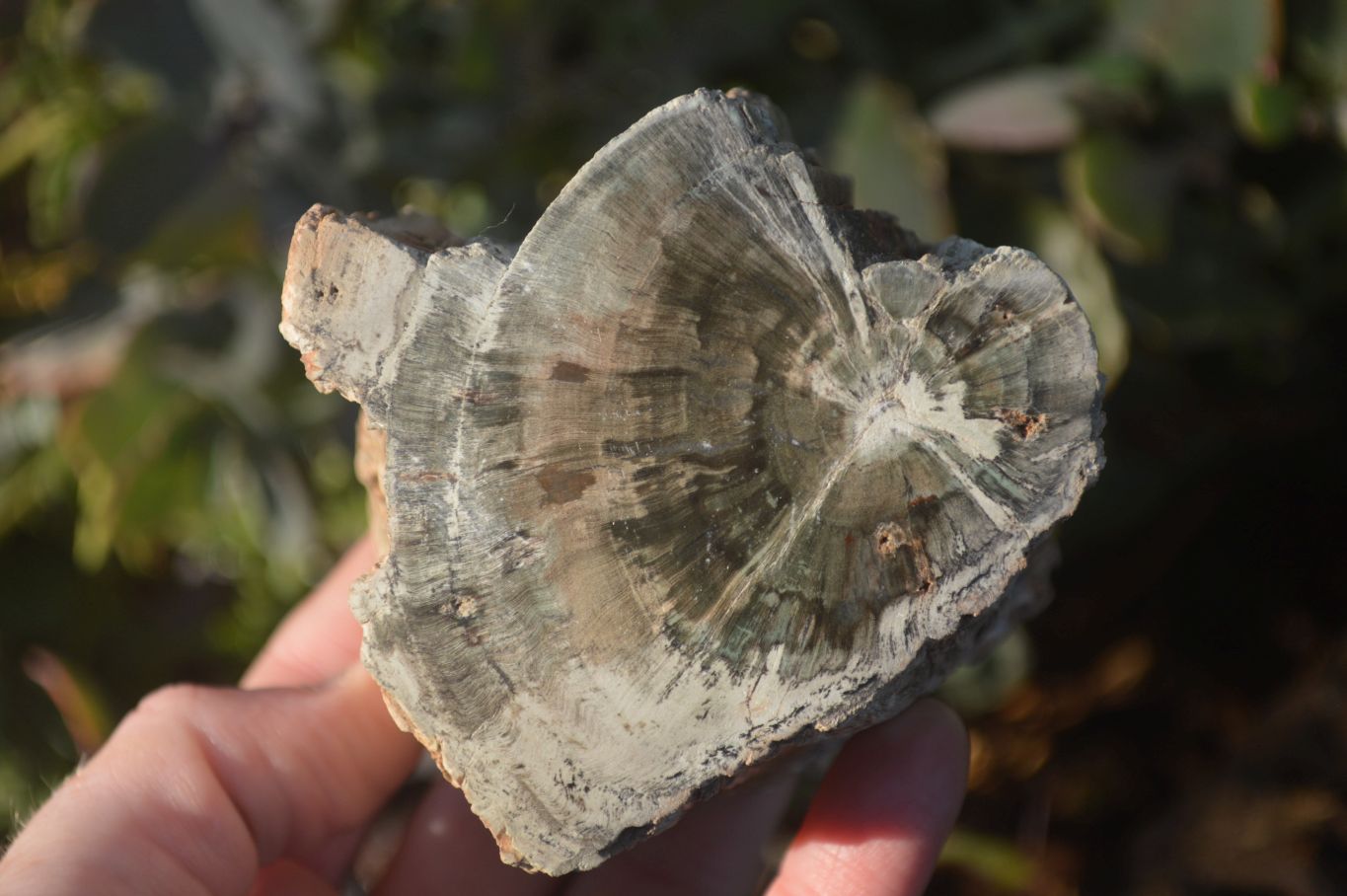 Polished  One Sided Petrified Wood Branch Segments x 2 From Gokwe, Zimbabwe - Toprock Gemstones and Minerals 