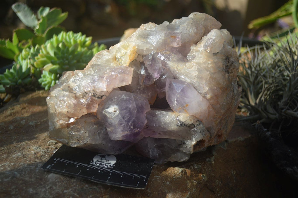 Natural Jacaranda Amethyst Cluster x 1 From Mumbwa, Zambia - TopRock