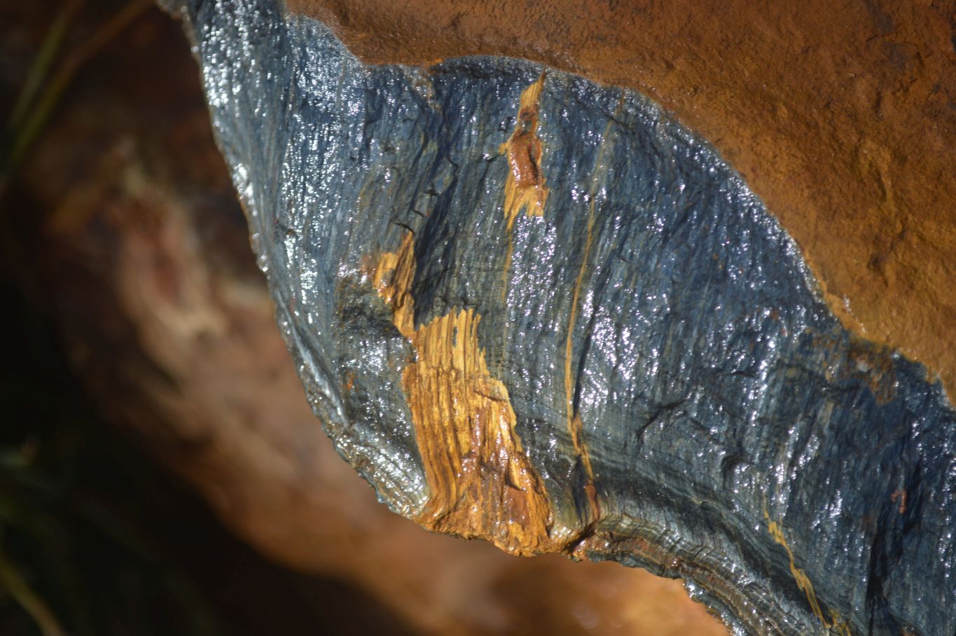 Natural Sliced Tigers Eye Specimen x 1 From Prieska, South Africa - Toprock Gemstones and Minerals 
