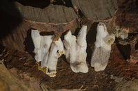 Natural Drusy Coated Quartz x 24 From Alberts Mountain, Lesotho - Toprock Gemstones and Minerals 