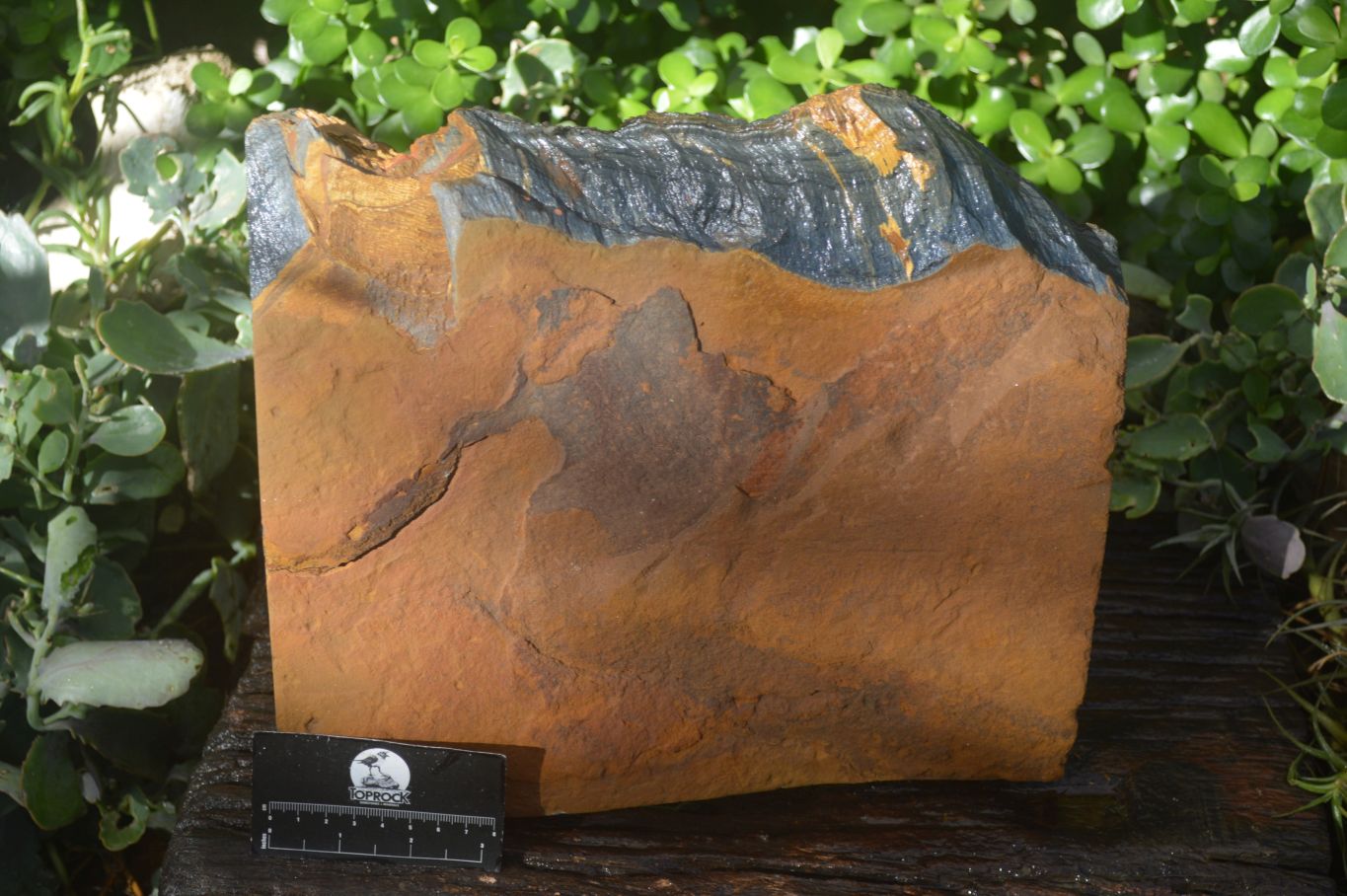 Natural Sliced Tigers Eye Specimen x 1 From Prieska, South Africa - Toprock Gemstones and Minerals 