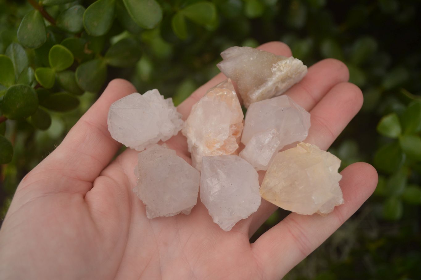 Natural Single White Cactus Quartz Crystals x 70 From Boekenhouthoek, South Africa - Toprock Gemstones and Minerals 