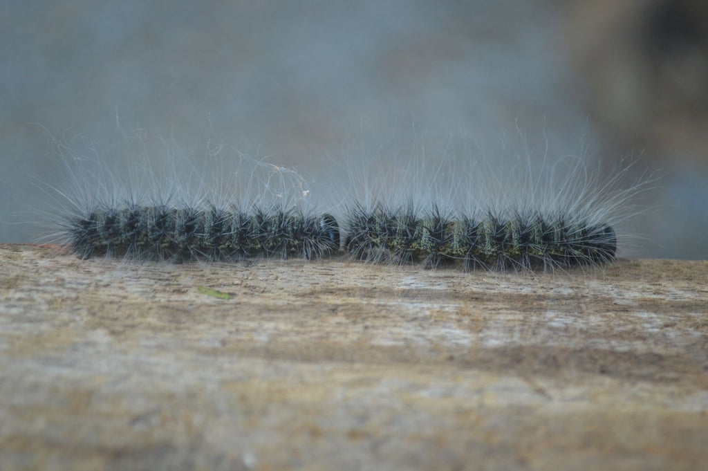 Polished Stunning Carnelian Agate Palm Stones  x 6 From Madagascar - Toprock Gemstones and Minerals 