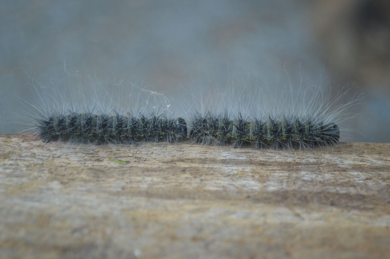 Polished Stunning Carnelian Agate Palm Stones  x 6 From Madagascar - Toprock Gemstones and Minerals 