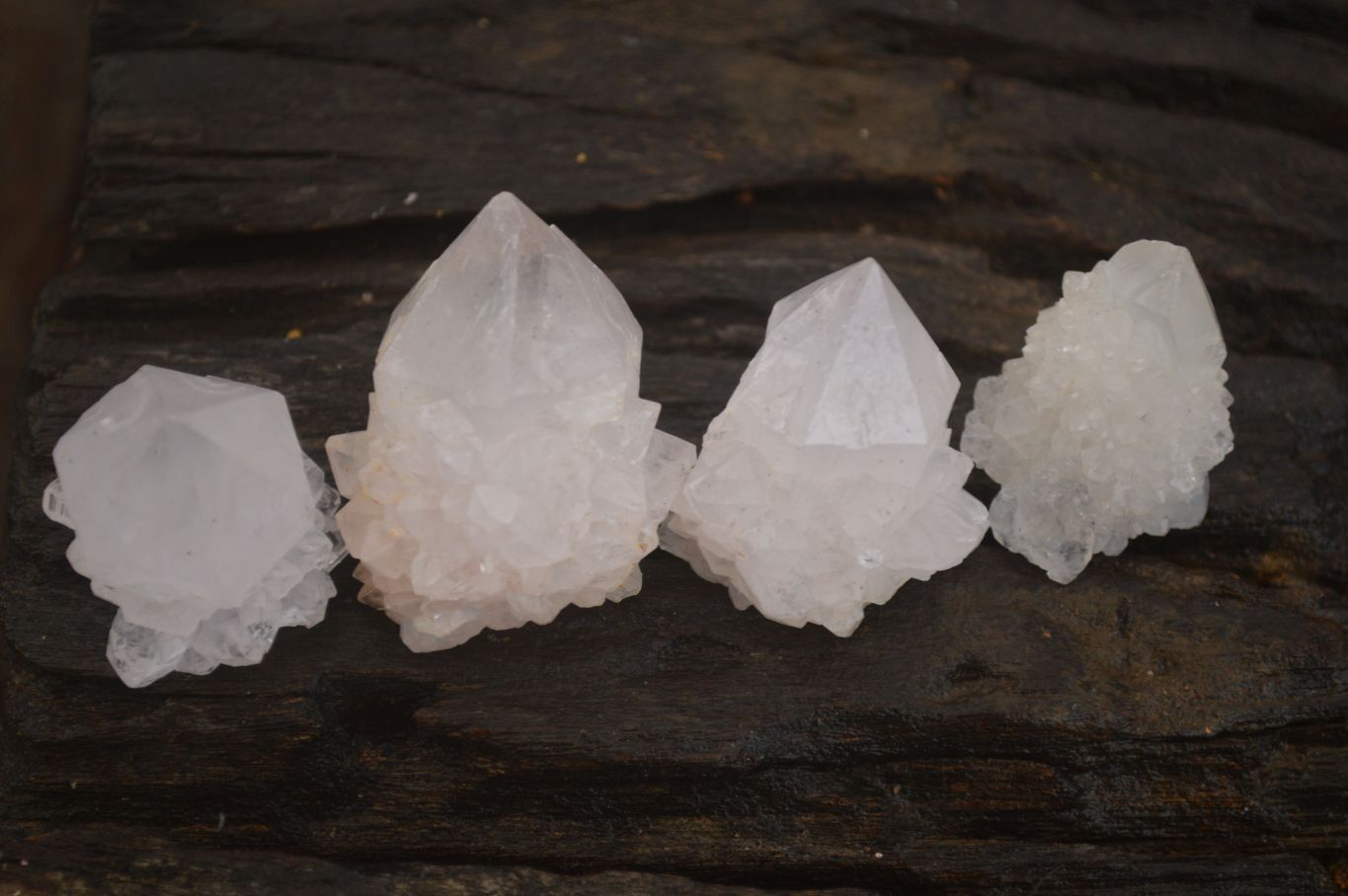 Natural Single White Cactus Quartz Crystals x 70 From Boekenhouthoek, South Africa - Toprock Gemstones and Minerals 