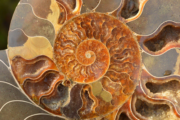 Polished Matching Cut Ammonite Fossil Pair  x 1 From Tulear, Madagascar - TopRock