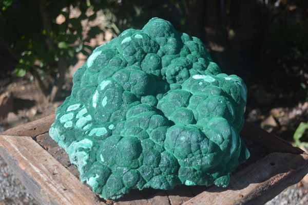 Natural Extra Large Crystalline Botryoidal Malachite Specimen  x 1 From Kasompe, Congo - Toprock Gemstones and Minerals 