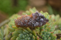 Natural Small Dark "Amethystos" Amethyst Clusters x 35 From Kwaggafontein, South Africa - TopRock