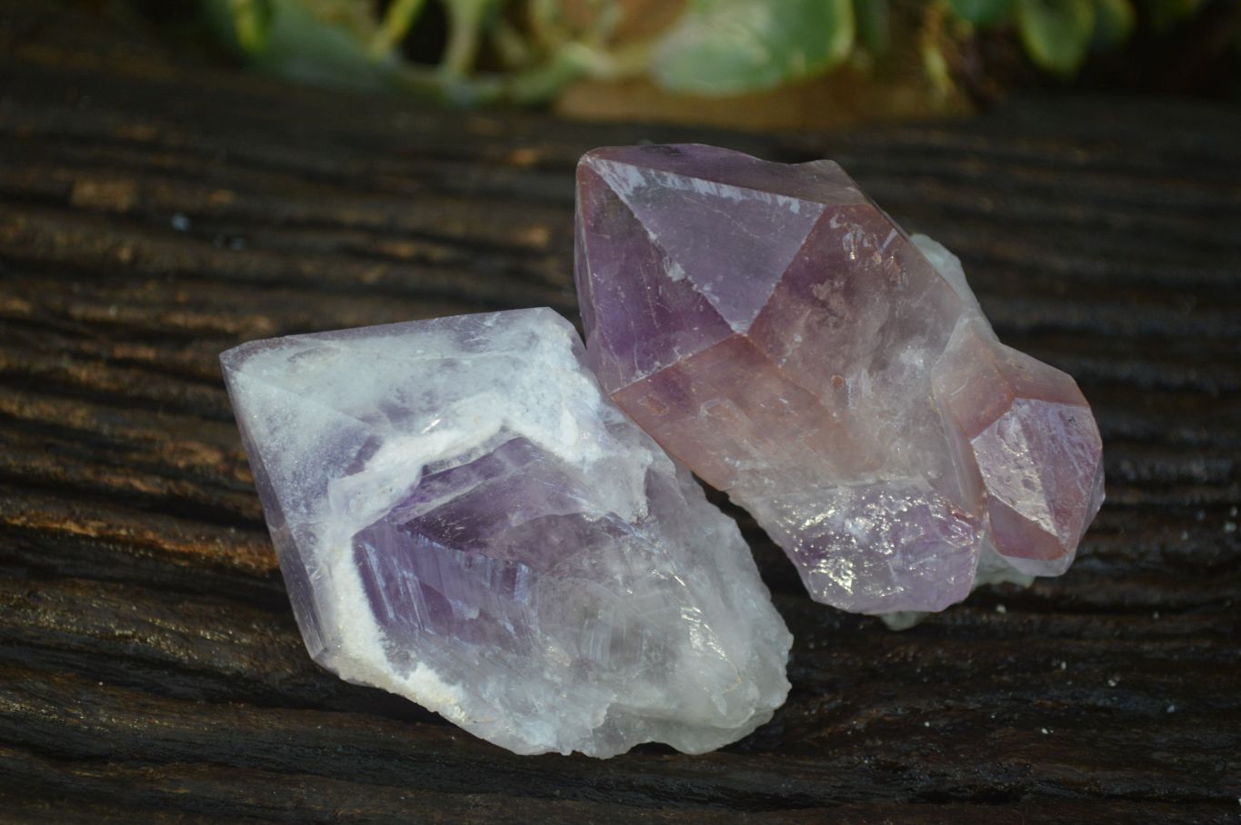 Natural Jacaranda Amethyst Single Crystal Specimens x 12 From Mumbwe, Zambia - Toprock Gemstones and Minerals 