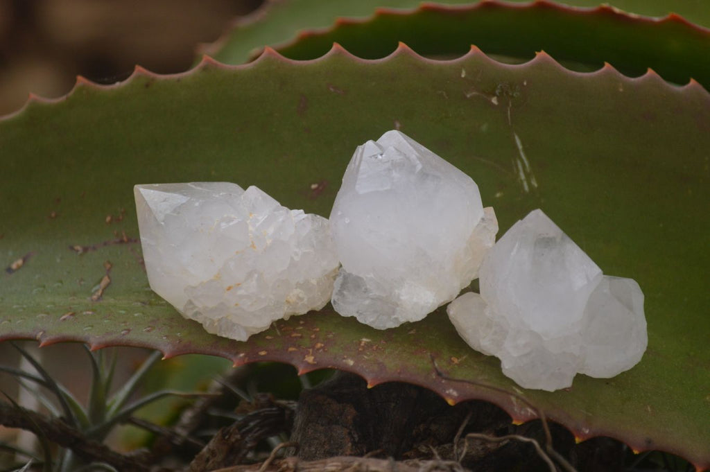 Natural Single White Cactus Quartz Crystals x 70 From Boekenhouthoek, South Africa - Toprock Gemstones and Minerals 