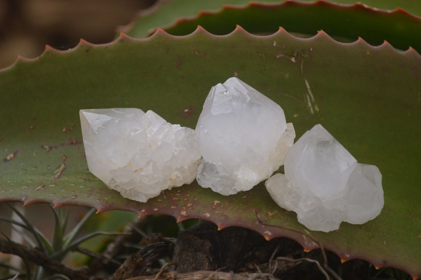 Natural Single White Cactus Quartz Crystals x 70 From Boekenhouthoek, South Africa - Toprock Gemstones and Minerals 
