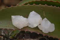 Natural Single White Cactus Quartz Crystals x 70 From Boekenhouthoek, South Africa - Toprock Gemstones and Minerals 