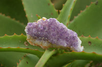 Natural Small Dark "Amethystos" Amethyst Clusters x 35 From Kwaggafontein, South Africa - TopRock