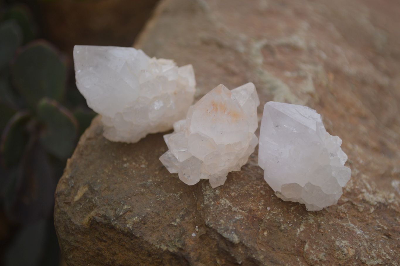 Natural Single White Cactus Quartz Crystals x 70 From Boekenhouthoek, South Africa - Toprock Gemstones and Minerals 