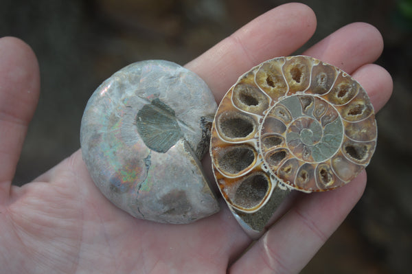 Polished Large Fossilized Ammonite Pairs - Sold per pair (0.80g - 1 pair per pack) - From Mahajanga, Madagascar - Toprock Gemstones and Minerals 