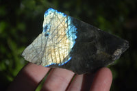 Polished One Side Polished Labradorite Slices  x 12 From Madagascar - Toprock Gemstones and Minerals 