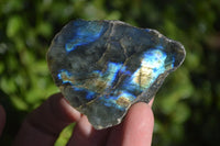 Polished One Side Polished Labradorite Slices  x 12 From Madagascar - Toprock Gemstones and Minerals 