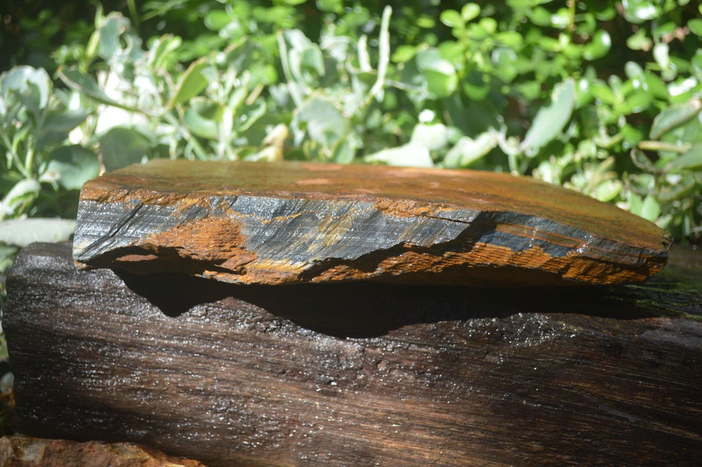 Natural Sliced Tigers Eye Specimen x 1 From Prieska, South Africa - Toprock Gemstones and Minerals 