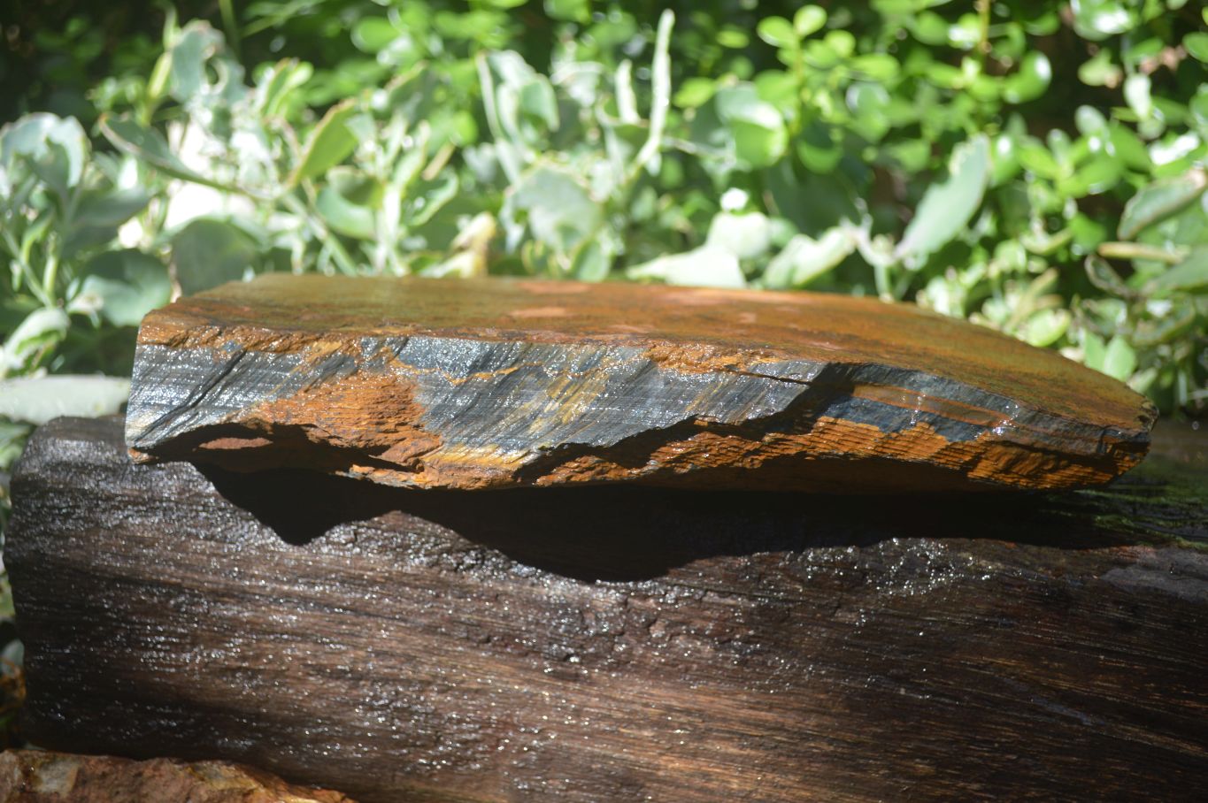 Natural Sliced Tigers Eye Specimen x 1 From Prieska, South Africa - Toprock Gemstones and Minerals 