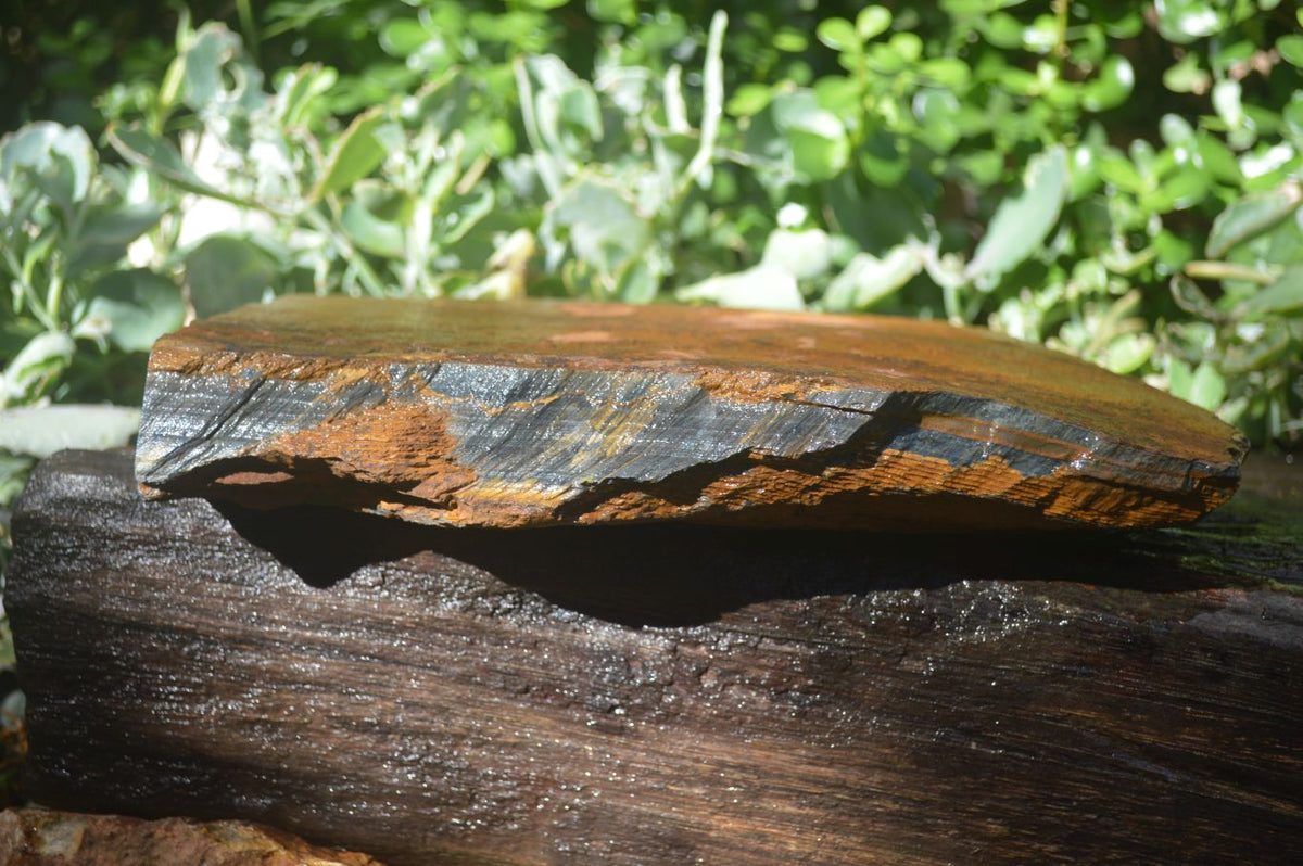 Natural Sliced Tigers Eye Specimen x 1 From Prieska, South Africa - Toprock Gemstones and Minerals 