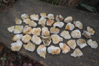 Natural Mini Golden Limonite / Lemonite Quartz Specimens  x 70 From Zambia - Toprock Gemstones and Minerals 