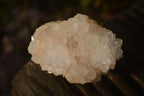 Natural White Cactus Flower Spirit Quartz Specimens x 12 From Boekenhouthoek, South Africa - Toprock Gemstones and Minerals 