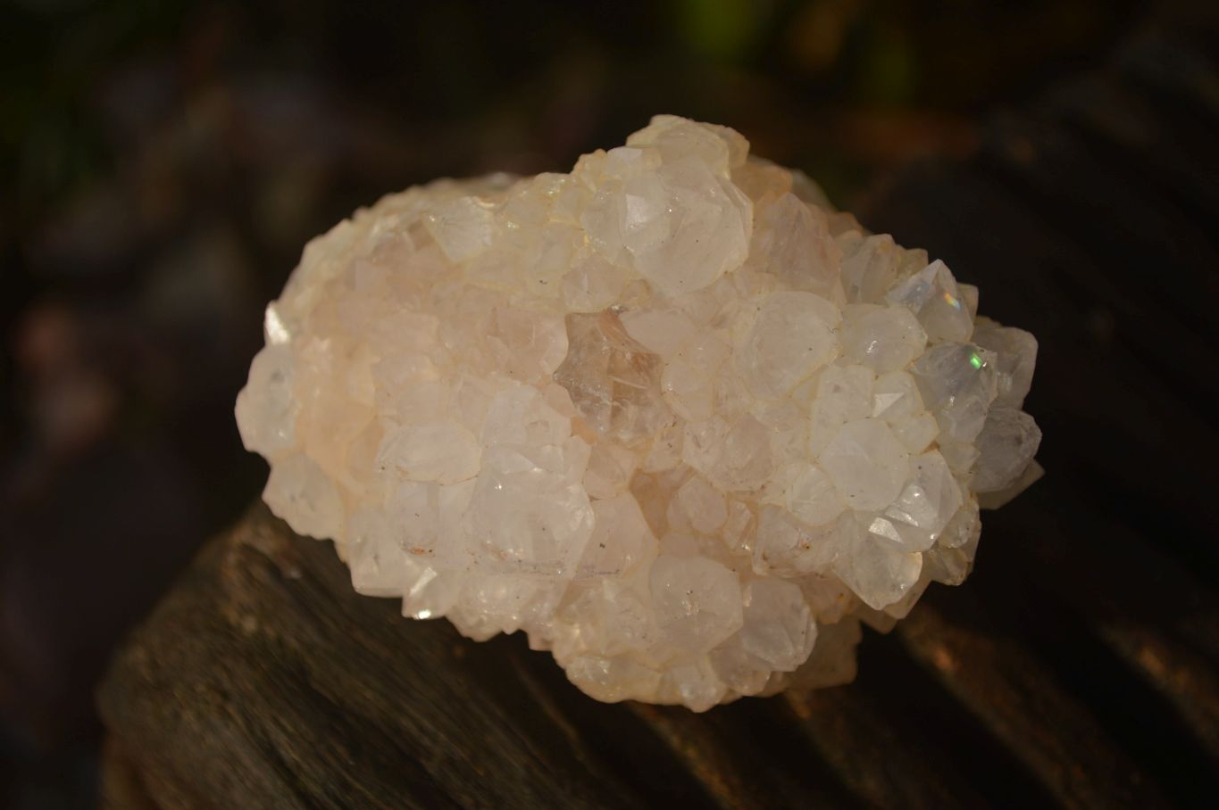 Natural White Cactus Flower Spirit Quartz Specimens x 12 From Boekenhouthoek, South Africa - Toprock Gemstones and Minerals 