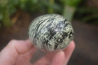 Polished Leopard Stone Free Forms  x 6 From Zimbabwe - Toprock Gemstones and Minerals 