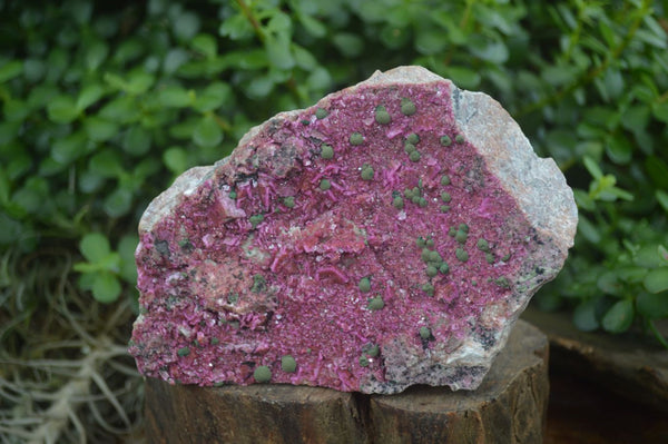 Natural XXL Pink Salrose Cobaltion Dolomite Specimen  x 1 From Kakanda, Congo