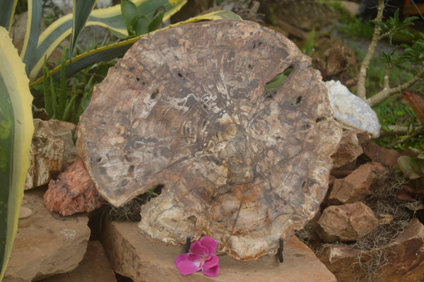 Polished Extra Large Petrified Podocarpus Wood Slice With Metal Stand  x 2 From Mahajanga, Madagascar - TopRock