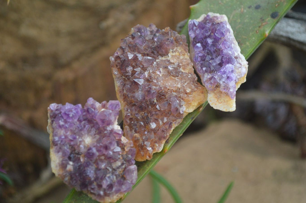 Natural Small Dark "Amethystos" Amethyst Clusters  x 35 From Kwaggafontein, South Africa - Toprock Gemstones and Minerals 