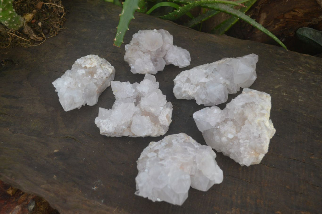 Natural White Cactus Flower Spirit Quartz Specimens x 6 From Boekenhouthoek, South Africa - Toprock Gemstones and Minerals 
