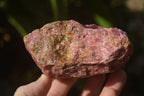 Natural Rough Red Rhodonite Specimens x 4 From Zimbabwe - Toprock Gemstones and Minerals 