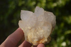 Natural White Cactus Flower Spirit Quartz Specimens x 12 From Boekenhouthoek, South Africa - Toprock Gemstones and Minerals 