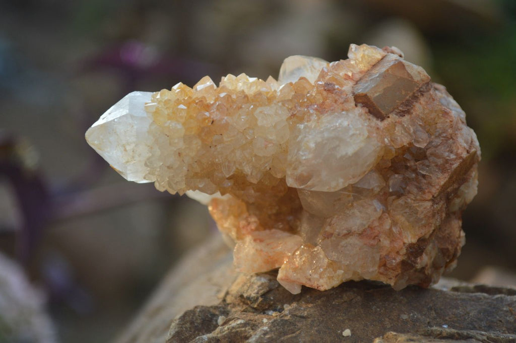 Natural Mixed Spirit Quartz Clusters x 12 From Boekenhouthoek, South Africa - Toprock Gemstones and Minerals 