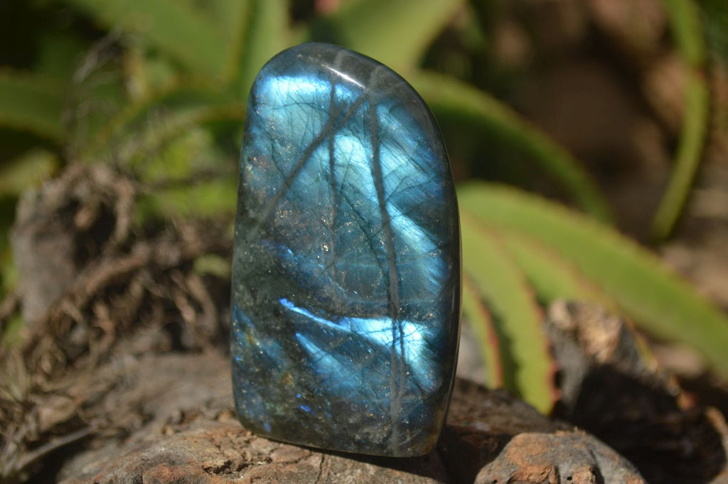 Polished Labradorite Standing Free Forms With Blue & Gold Flash  x 6 From Tulear, Madagascar - TopRock