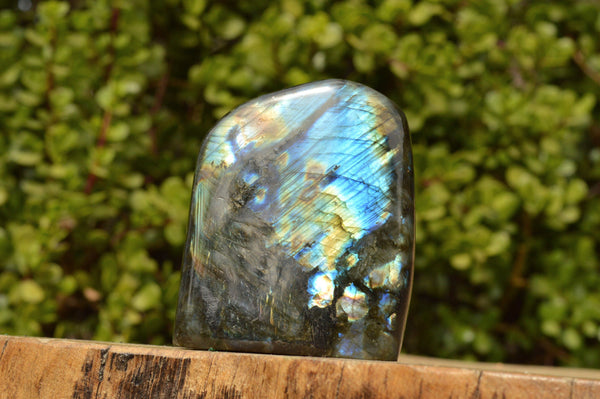 Polished Labradorite Standing Free Forms With Blue & Gold Flash  x 2 From Tulear, Madagascar - TopRock