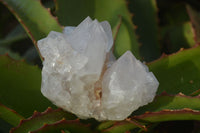 Natural White Cactus Flower Spirit Quartz Specimens x 6 From Boekenhouthoek, South Africa - Toprock Gemstones and Minerals 