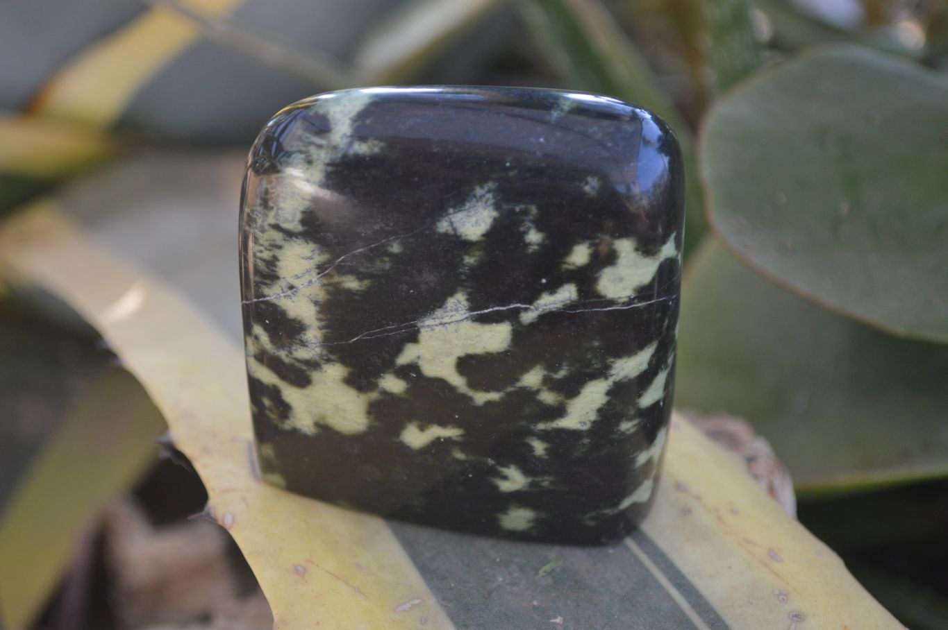 Polished Leopard Stone Free Forms  x 6 From Inyanga, Zimbabwe - Toprock Gemstones and Minerals 