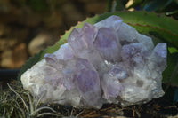 Natural Jacaranda Amethyst Clusters x 2 From Zambia - Toprock Gemstones and Minerals 