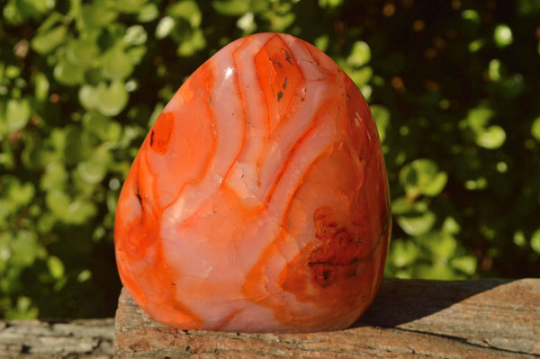 Polished Bright Orange Carnelian Standing Free Forms x 3 From Madagascar - TopRock